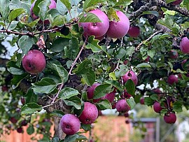 Banner Apfelkochkurs