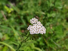 Banner Führung durch die Blumengärten - Was Schmetterlingen und Hummeln schmeckt